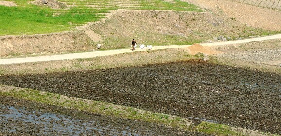 Agriculture up but still not enough